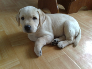 Photo №2 to announcement № 408 for the sale of labrador retriever - buy in Poland private announcement