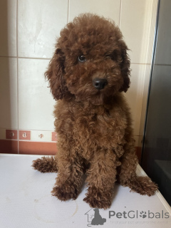 Photo №2 to announcement № 150130 for the sale of poodle (toy) - buy in Ukraine private announcement, from nursery, breeder