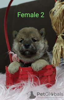 Photo №2 to announcement № 37500 for the sale of shiba inu - buy in Serbia breeder