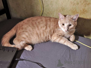 Photo №1.  - for sale in the city of Moskova | Is free | Announcement № 163751