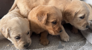 Photo №1. golden retriever - for sale in the city of Dublin | 1000$ | Announcement № 164298