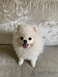 Photo №3. Teacup Pomeranian. France