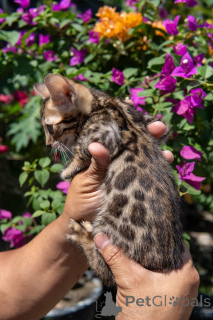 Photo №2 to announcement № 140729 for the sale of bengal cat - buy in Germany breeder
