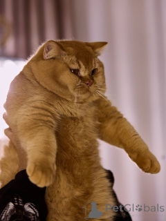 Photo №3. British shorthair male kitten. Netherlands