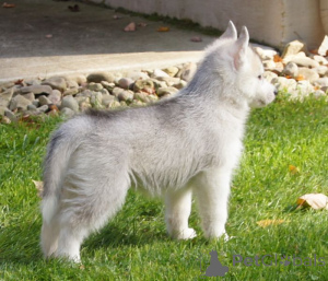 Photo №2 to announcement № 168783 for the sale of shiba inu - buy in United States 