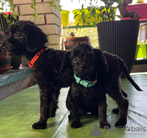 Additional photos: Miniature poodle puppies