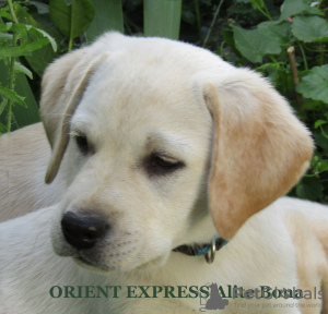 Photo №2 to announcement № 21303 for the sale of labrador retriever - buy in Ukraine from nursery
