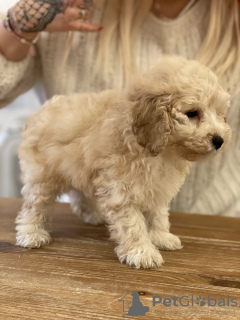 Photo №1. poodle (toy) - for sale in the city of Poznan | 1967$ | Announcement № 127979