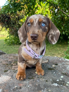 Photo №3. Sweet, smart, and full of sass Lolas heart is as warm as her cuddle!. Switzerland