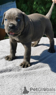 Additional photos: Cane Corso Puppies RECOMMENDATION