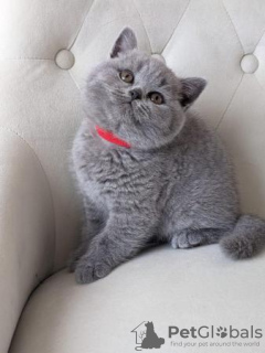 Photo №3. British Shorthair Kittens. Germany