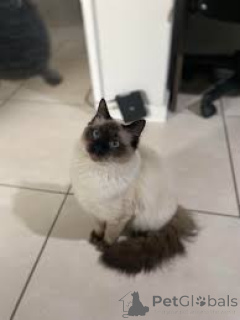 Photo №1. balinese cat - for sale in the city of Espoo | 516$ | Announcement № 166950