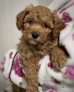 Photo №1. non-pedigree dogs - for sale in the city of Eisenstadt | 723$ | Announcement № 172588