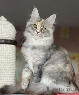 Photo №2 to announcement № 163186 for the sale of maine coon - buy in Germany breeder