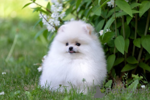 Photo №2 to announcement № 120416 for the sale of pomeranian - buy in Germany private announcement