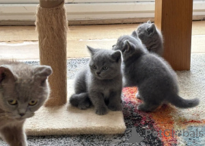 Photo №1. british shorthair - for sale in the city of Viennaer | 413$ | Announcement № 173500