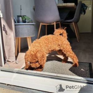 Photo №1. poodle (toy) - for sale in the city of Berlin | Is free | Announcement № 126319