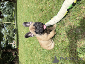 Photo №3.  Adorable French Bulldog Puppies Looking for Loving Homes! . Canada