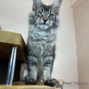 Photo №3. mainecoon kittens for free adoption. Germany