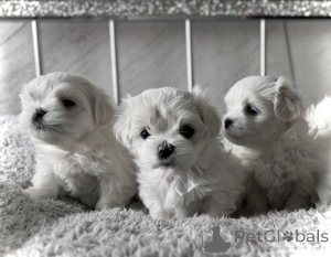 Photo №1. maltese dog - for sale in the city of Mississippi state | 500$ | Announcement № 160266