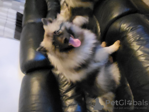 Photo №1. german spitz - for sale in the city of Żnin | 520$ | Announcement № 25726