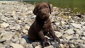 Photo №3. Labrador Retriever Welpen zu verkaufen. Austria
