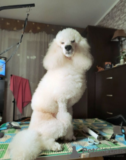 Additional photos: Small (medium) poodle, male