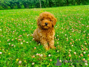 Photo №2 to announcement № 58484 for the sale of poodle (toy) - buy in Ukraine private announcement, breeder