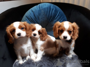 Photo №2 to announcement № 11283 for the sale of cavalier king charles spaniel - buy in United Kingdom private announcement