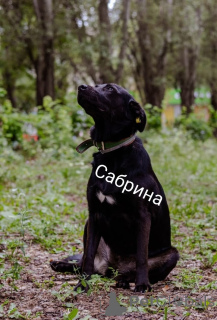 Photo №3. We are looking for a home for Sabrina!. Russian Federation