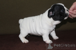 Photo №1. french bulldog - for sale in the city of Москва | negotiated | Announcement № 17907