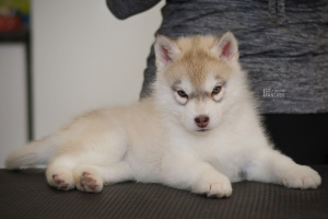 Photo №1. siberian husky - for sale in the city of Bryansk | 520$ | Announcement № 5351