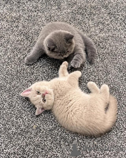 Photo №1. british shorthair - for sale in the city of Luxembourg | 516$ | Announcement № 178995