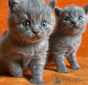 Photo №1. british shorthair - for sale in the city of Berlin | 500$ | Announcement № 89822