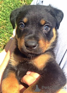 Photo №4. I will sell rottweiler in the city of Alabama Shores. breeder - price - 1200$