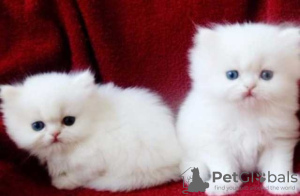 Photo №1. persian cat - for sale in the city of Dubai | negotiated | Announcement № 21315