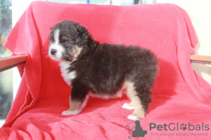 Photo №2 to announcement № 93005 for the sale of australian shepherd - buy in Sweden private announcement