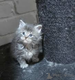 Photo №1. norwegian forest cat - for sale in the city of Paris | 516$ | Announcement № 166782