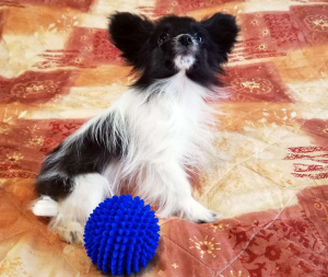 Photo №4. I will sell papillon dog in the city of Kintai. private announcement, from nursery, breeder - price - 446$
