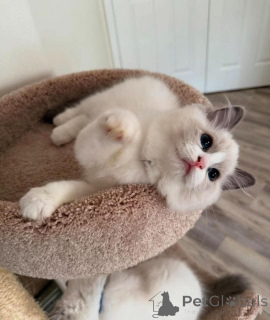 Photo №1. ragdoll - for sale in the city of Munich | 495$ | Announcement № 159052