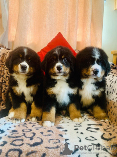 Additional photos: Cute Bernese Mountain puppies for free adoption