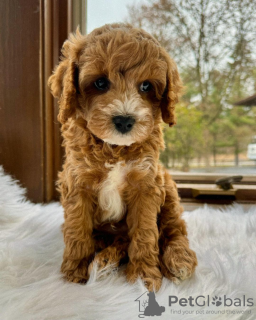 Photo №1. cavalier king charles spaniel, poodle (toy) - for sale in the city of Paris | negotiated | Announcement № 84899