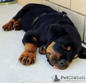 Photo №1. rottweiler - for sale in the city of Oslo | negotiated | Announcement № 65776