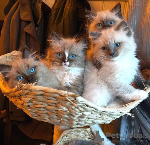 Photo №4. I will sell ragdoll in the city of Калифорния Сити.  - price - negotiated