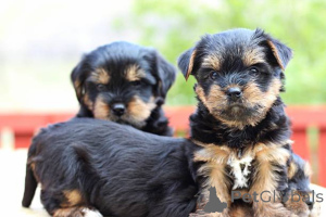 Photo №2 to announcement № 138883 for the sale of yorkshire terrier - buy in United Kingdom breeder