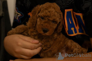 Additional photos: RED dwarf poodle puppies for sale