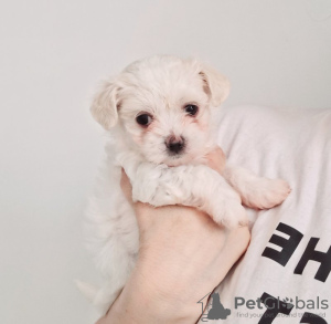 Photo №4. I will sell maltese dog in the city of Charleston. private announcement - price - 300$