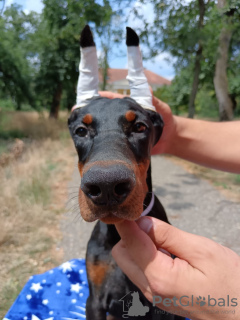 Photo №2 to announcement № 112793 for the sale of dobermann - buy in Serbia 