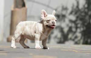Photo №2 to announcement № 6973 for the sale of french bulldog - buy in United States 