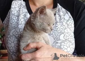 Additional photos: The British Shorthair Kittens